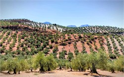 Andalusia Seeks to Make Olive Production More Profitable with Tourism Initiative
